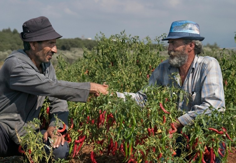 Greenhouses unite Syrian refugees & Lebanese farmers